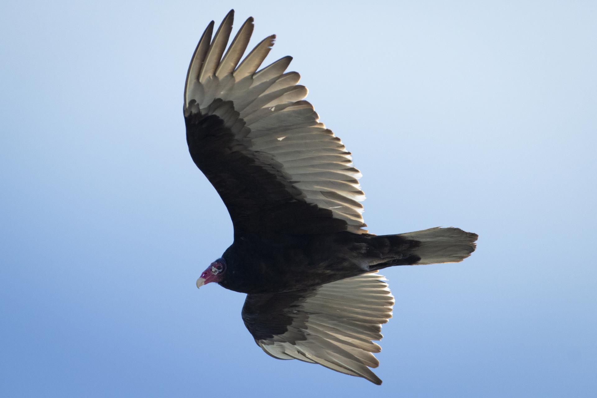 urubu-a-tete-rouge-turkey vulture